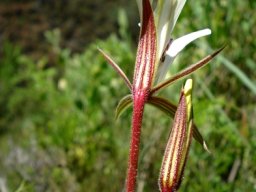 Pelargonium longicaule flower from behind